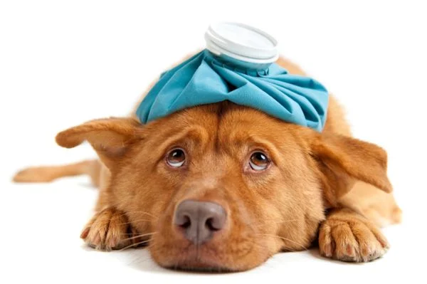 Cách xử lý khi chó mèo bị tiêu chảy?