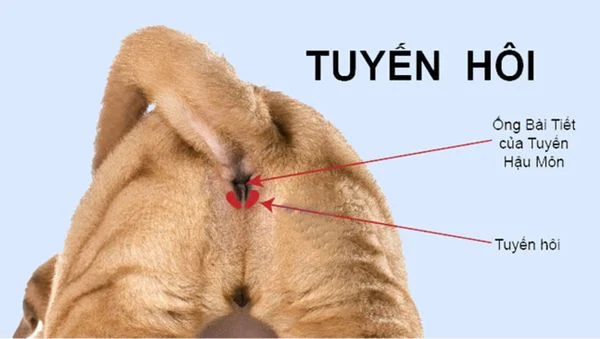 vắt tuyến hôi cho chó