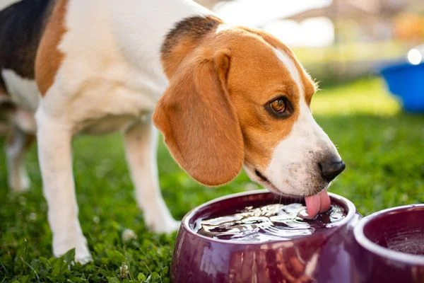 Cách chữa chó sốc nhiệt tại nhà