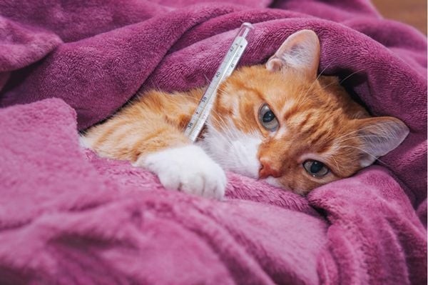 Cách chữa trị chó mèo bị rối loạn tiêu hóa tiêu chảy