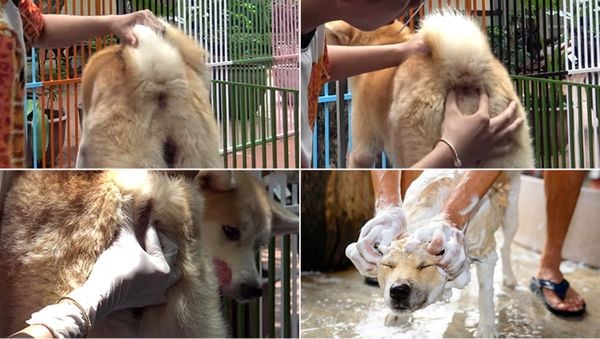 vắt tuyến hôi cho cún
